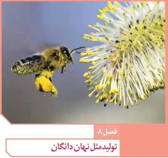 دانلود pdf جزوه نکات عالی زیست یازدهم تولید مثل گیاهان رایگان | ویژه کنکور