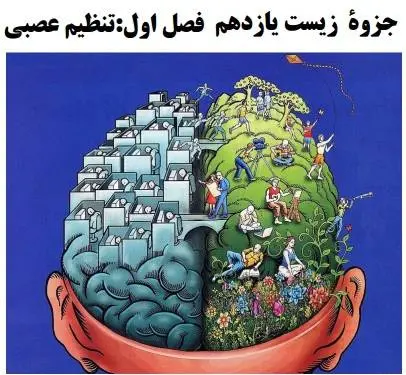 دانلود pdf جزوه فصل اول زیست یازدهم تجربی‎ فصل تنظیم عصبی رایگان | ویژه کنکور