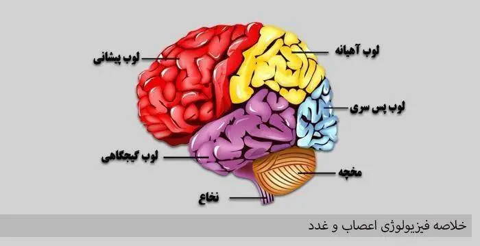 دانلود خلاصه فیزیولوژی اعصاب و غدد