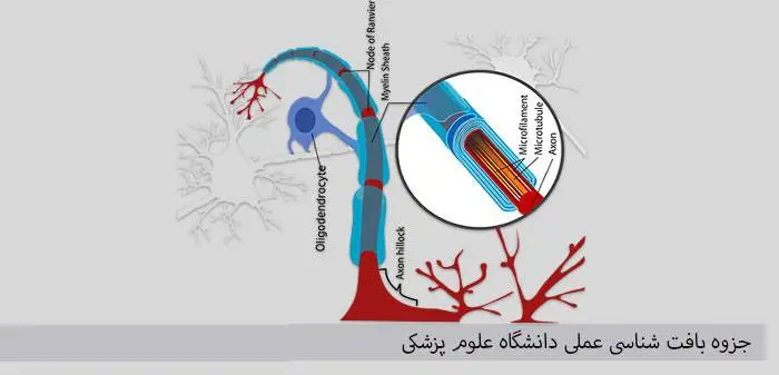 دانلود pdf بافت شناسی