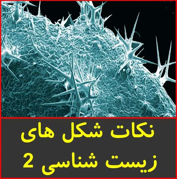 دانلود pdf جزوه نکات شکل های زیست شناسی ۲