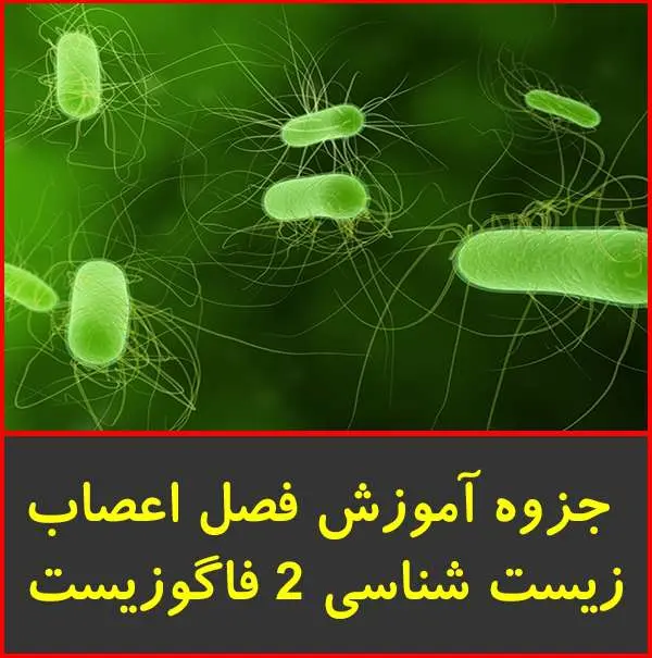 دانلود pdf جزوه آموزش اعصاب زیست ۲|فاگوزیست
