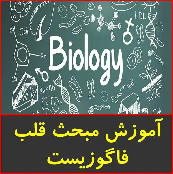 دانلود pdf جزوه آموزش مبحث قلب|فاگوزیست