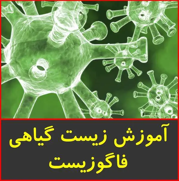 دانلود pdf جزوه نکات زیست شناسی گیاهی|فاگوزیست