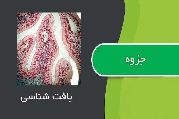 دانلود pdf جزوه بافت شناسی