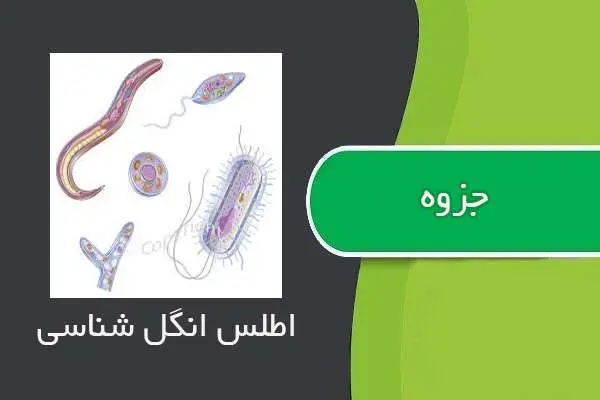 دانلود pdf جزوه درس اطلس انگل شناسی