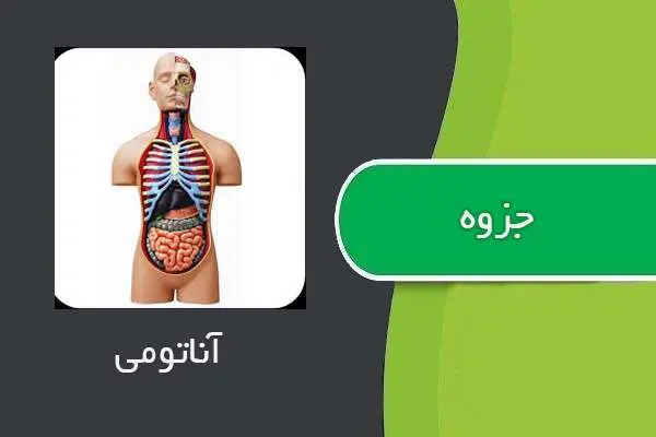 دانلود pdf جزوه آناتومی بدن