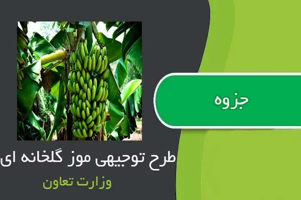 دانلود pdf کتاب طرح توجیهی موز گلخانه ای