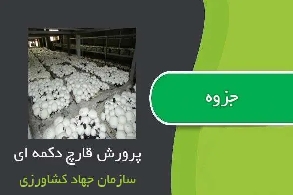 دانلود pdf کتاب طرح توجیهی پرورش قارچ دکمه ای