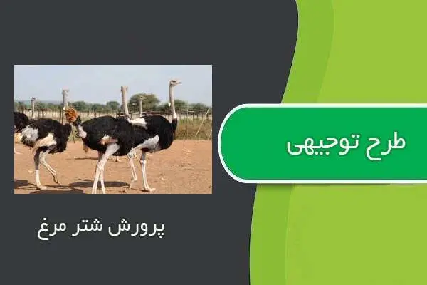 دانلود pdf کتاب طرح توجيهي پرورش شتر مرغ