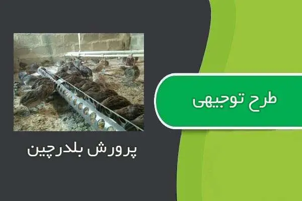 دانلود pdf کتاب طرح توجیهی پرورش بلدرچين