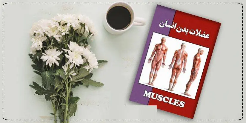 دانلود pdf کتاب عضلات بدن انسان نامشخص
