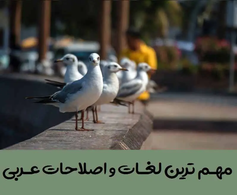 دانلود pdf لغات و اصطلاحات مهم عربی کنکور + معنی